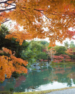 嵯峨嵐山 天龍寺、紅葉、日本庭園、11月秋、京都府京都市の観光・撮影スポットの名所